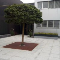 baumrost 02